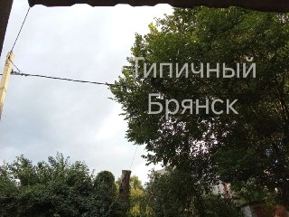 Старые Деревья Угрожают Безопасности Жителей Новостройки