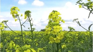 Производство масличных культур в Брянской области выросло в 11 раз